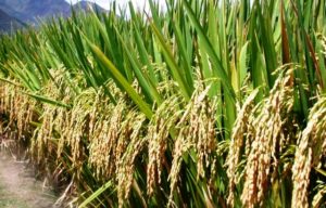 Varieties Of Paddy