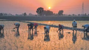 Indian Agriculture