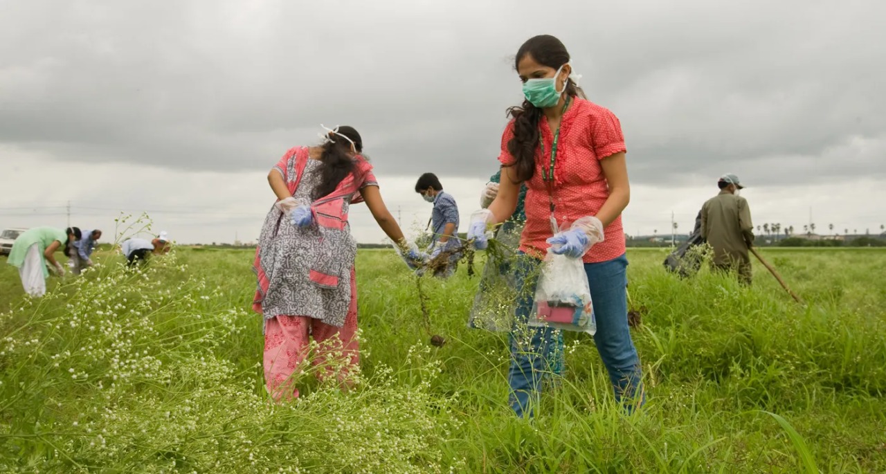 Integrated Parthenium Management