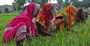 Women Role in Agriculture