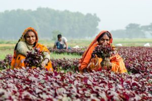 Women's empowerment in Agriculture