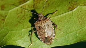 Stink Bugs