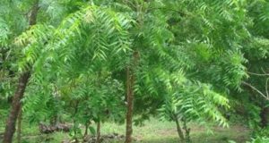 Neem Pesticides