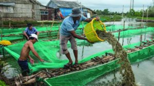 Prawn Farming in India