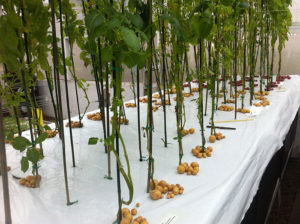 Aeroponic Potato Farming in India