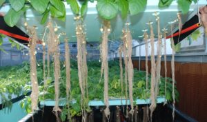 Aeroponic Potato Farming