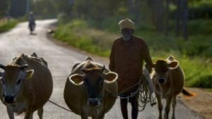  Cattle Chocolate