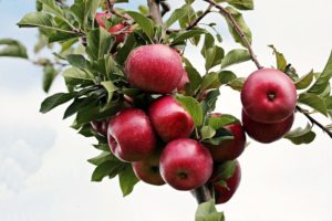 Apple Farmers