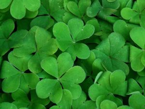 Clover Plant