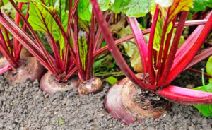 Beetroot Cultivation