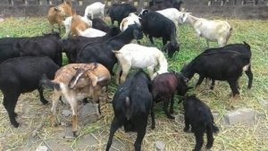  Goat Farming