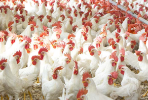 poultry farming