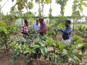 Guava Plants