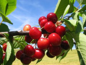 Cherry production