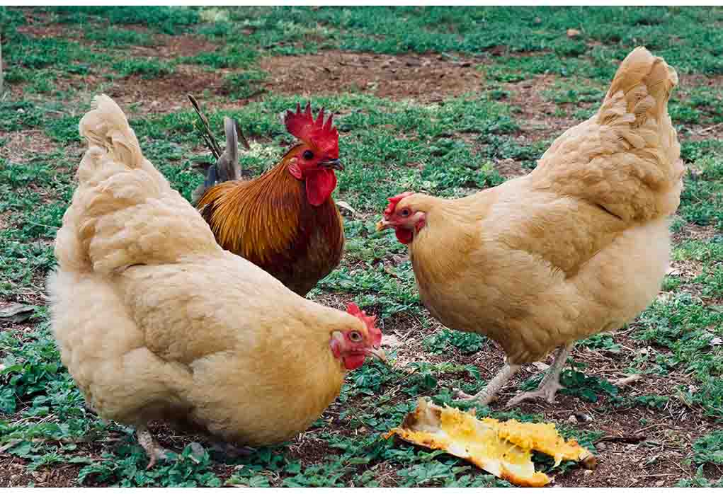 Poultry farming