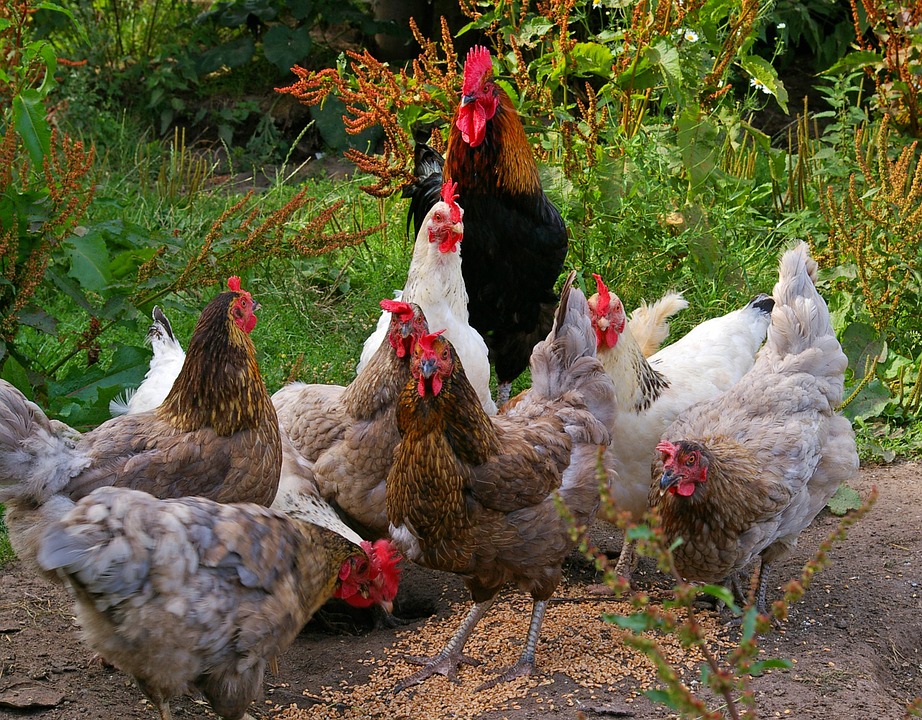 indigenous poultry farming