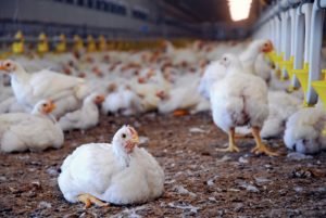 poultry farming business