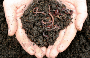 Earthworms 