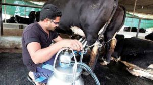 milk Extracting from Cow 