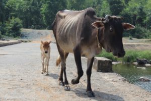  Cow Dung