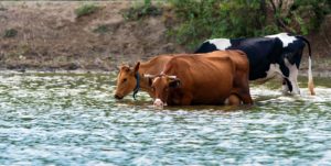 Livestock Management