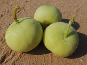 Tinda Cultivation