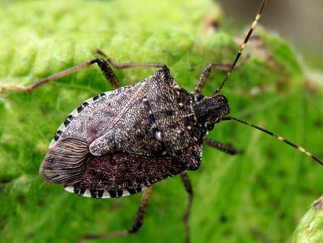 Stink Bugs