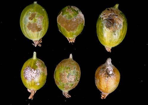 Diseases inGooseberry Plants