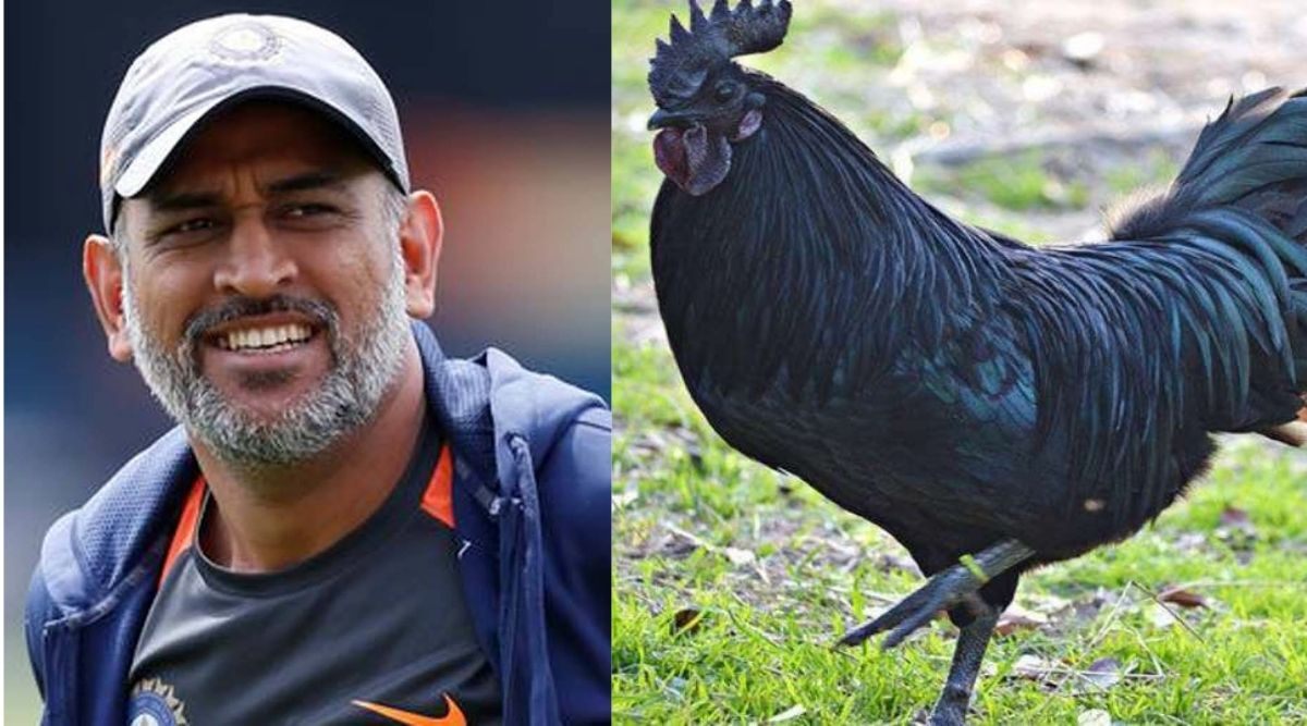 MS Dhoni Kadaknath