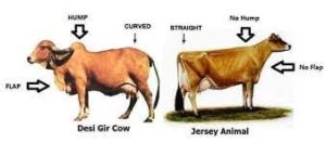 Desi Cow and Jersey Cow