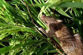 Rat Management in Paddy