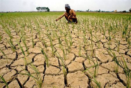 Paddy Cultivation