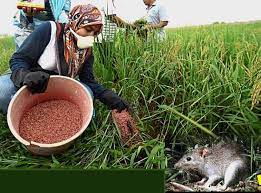 Rat Management in Paddy