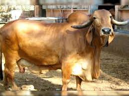 Cattle Breeds