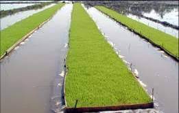 Dapog Method in Rice