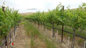 Water Management in Grape