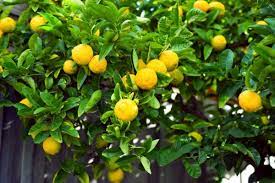 Citrus Cultivation