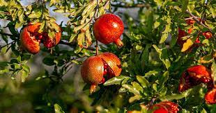 Fruit Cracking in Pomegranate