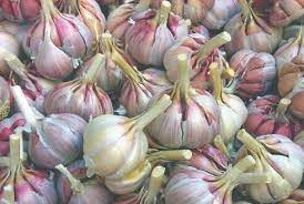 garlic crop