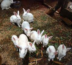 Rabbit Farming