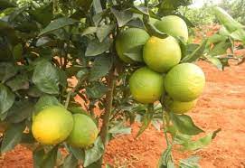 Citrus Cultivation