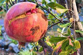 Fruit Cracking 