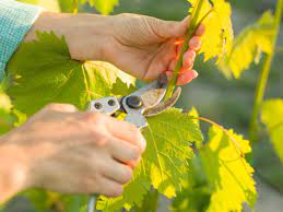 Pruning Grapes