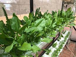 Hydroponic Farming