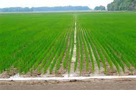 Irrigation in Rice