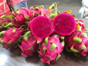 Dragon Fruit Cultivation