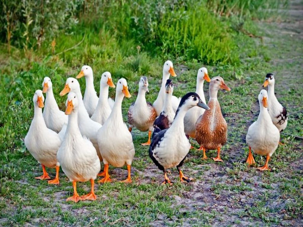 Duck Farming