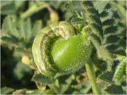 Diseases in Chickpea