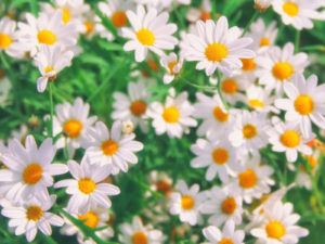 Indoor Medicinal Plants