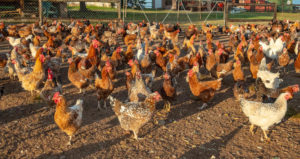 indigenous poultry farming